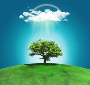 Les arbres qui soignent