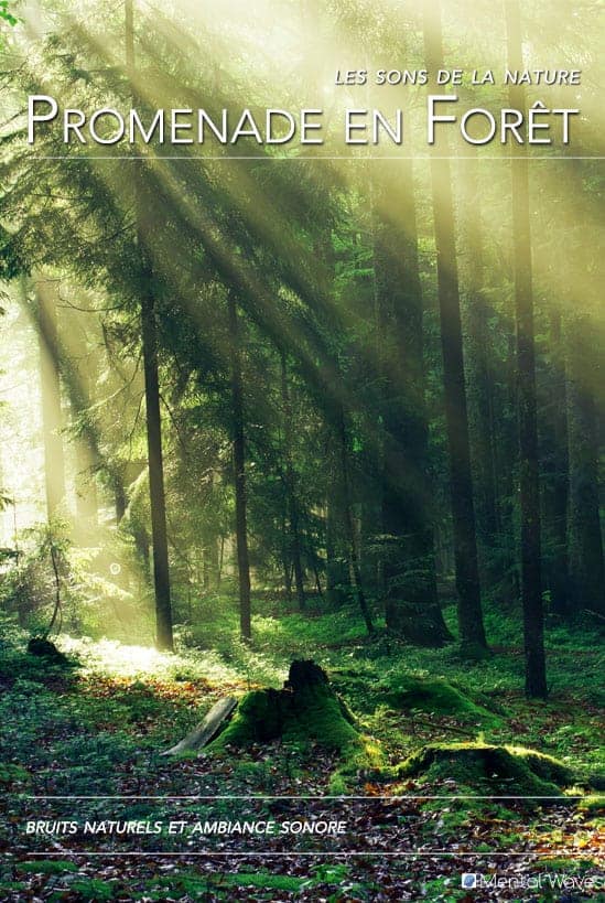 Forest Walk